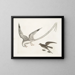 L'oiseau des tempêtes - Mark Catesby — framed artwork on a wall