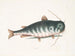 The Catfish - Mark Catesby — artwork view