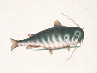 The Catfish - Mark Catesby — artwork view