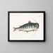 The Catfish - Mark Catesby — framed artwork on a wall