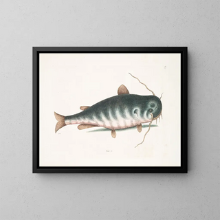 The Catfish - Mark Catesby — framed artwork on a wall