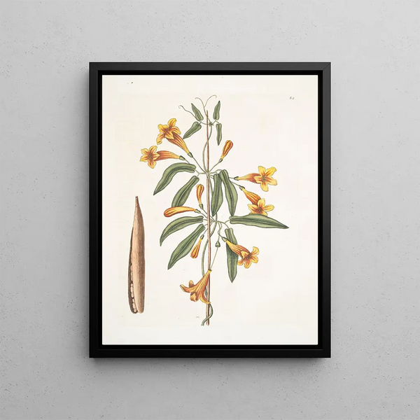 Bignonia Americana Painting - Mark Catesby — framed artwork on a wall