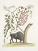 Bison of America Pseudo Acacia hispida with pink flowers - Mark Catesby — artwork view