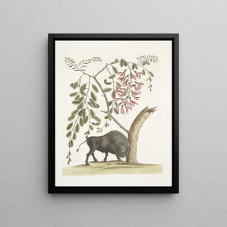 Mark Catesby - Bison Americanus Pseudo Acacia hispida floribus roseis.webp