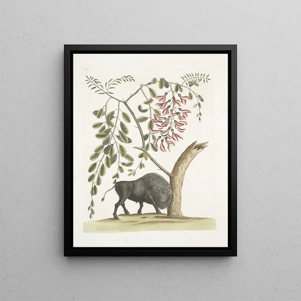 Bison of America Pseudo Acacia hispida with pink flowers - Mark Catesby — framed artwork on a wall