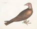Turkey Headed Buzzard - Mark Catesby — artwork view