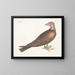 Turkey Headed Buzzard - Mark Catesby — framed artwork on a wall