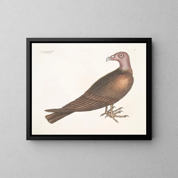 Turkey Headed Buzzard - Mark Catesby — framed artwork on a wall