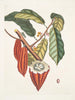 Cacao Arbor The Cacao Tree - Mark Catesby — artwork view