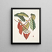 Cacao Arbor The Cacao Tree - Mark Catesby — framed artwork on a wall