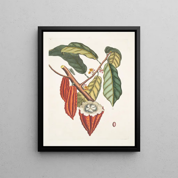 Cacao Arbor The Cacao Tree - Mark Catesby — framed artwork on a wall