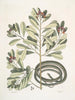 Calyculato c Winters Bark Slender Brown Snake La couleuvre ruban - Mark Catesby — artwork view