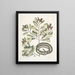 Calyculato c Winters Bark Slender Brown Snake La couleuvre ruban - Mark Catesby — framed artwork on a wall