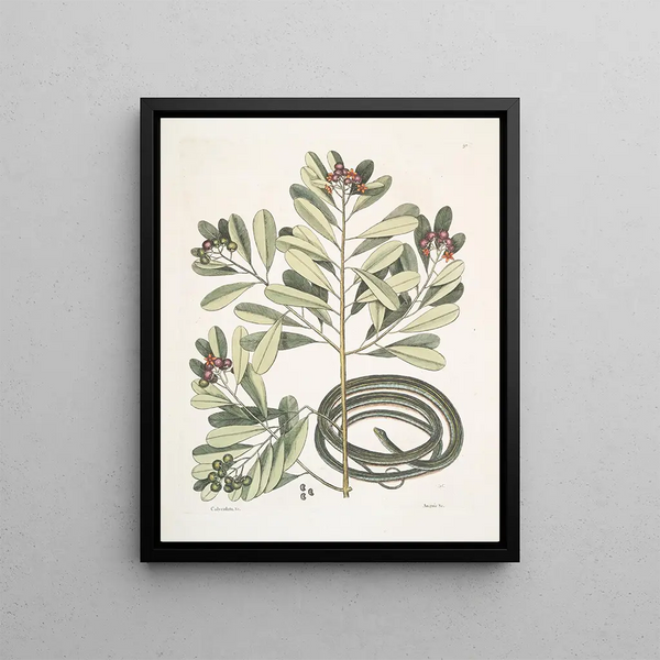 Calyculato c Winters Bark Slender Brown Snake La couleuvre ruban - Mark Catesby — framed artwork on a wall