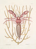 Cancellus maximus The Marine Hermit Crab Lithophyton c - Mark Catesby — artwork view