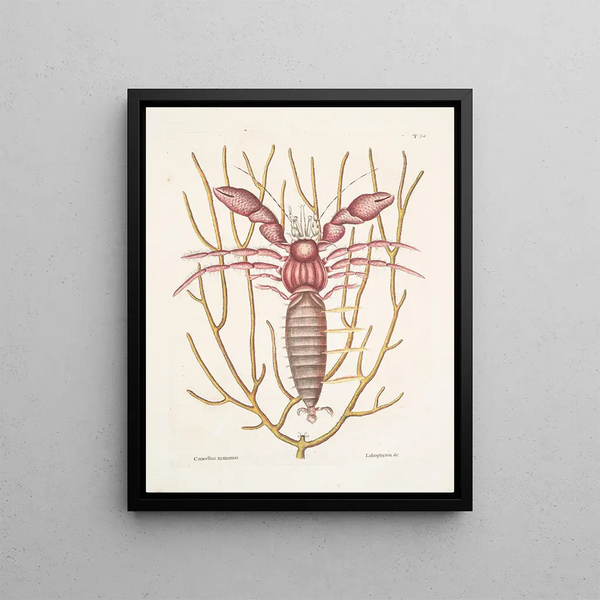 Cancellus maximus The Marine Hermit Crab Lithophyton c - Mark Catesby — framed artwork on a wall