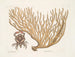 Cancer chelis rubris, le crabe à griffes résilientes - Mark Catesby — artwork view