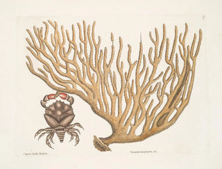 Cancer chelis rubris, le crabe à griffes résilientes - Mark Catesby — artwork view