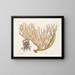 Cancer chelis rubris, le crabe à griffes résilientes - Mark Catesby — framed artwork on a wall