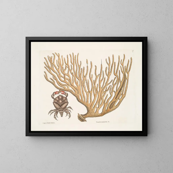 Cancer chelis rubris, le crabe à griffes résilientes - Mark Catesby — framed artwork on a wall