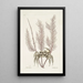 Cancer arenarius The Sand Crab Lithophyton c - Mark Catesby — framed artwork on a wall