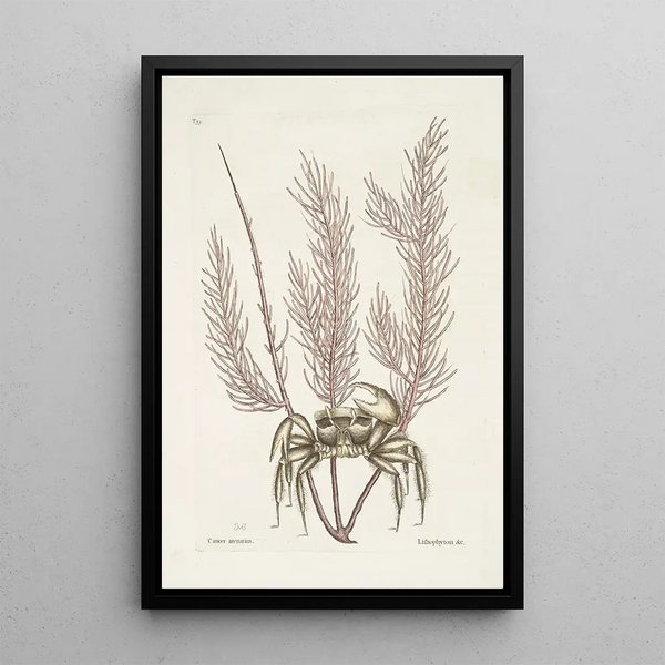 Cancer arenarius The Sand Crab Lithophyton c - Mark Catesby — framed artwork on a wall