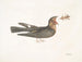 Le Chèvre-Feuille - Mark Catesby — artwork view