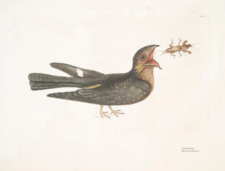 Le Chèvre-Feuille - Mark Catesby — artwork view