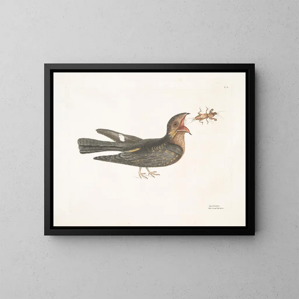 Le Chèvre-Feuille - Mark Catesby — framed artwork on a wall