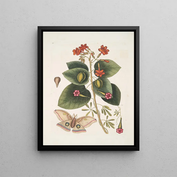 Caryophyllus spurius inodorus c Convolvulus minor Pentaphyllos c Phalna intens The Great Butterfly - Mark Catesby — framed artwork on a wall