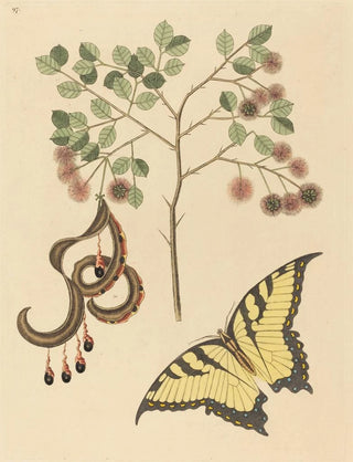 Mark Catesby - Cats Claw Mimosa circinalis.webp
