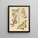 Mimosa cat claw - Mark Catesby — framed artwork on a wall