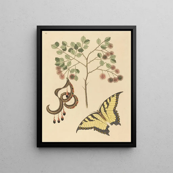 Mimosa cat claw - Mark Catesby — framed artwork on a wall