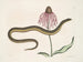 Cécilia Maculata, le serpent de verre, chrysanthème - Mark Catesby — artwork view