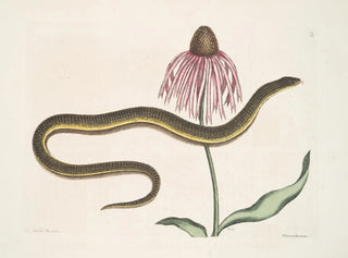 Cécilia Maculata, le serpent de verre, chrysanthème - Mark Catesby — artwork view