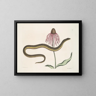 Cécilia Maculata, le serpent de verre, chrysanthème - Mark Catesby — framed artwork on a wall