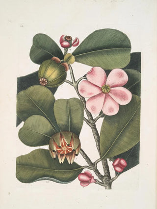 Mark Catesby - Cenchramidea Arbor saxis adnascens c The BalsamTree.webp