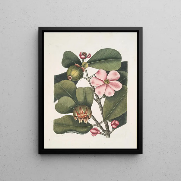 Cenchramidea Arbor saxis nascens c The Balsam Tree - Mark Catesby — framed artwork on a wall