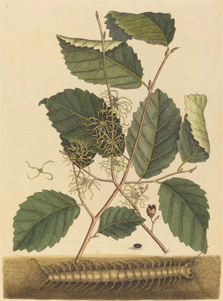 Mark Catesby - Centipede Scolopendra morsitans.webp