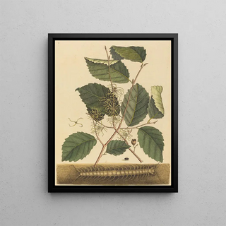 Mark Catesby - Centipede Scolopendra morsitans.webp
