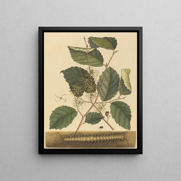 Mille-pattes Scolopendra morsitans - Mark Catesby — framed artwork on a wall
