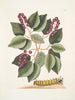 Cerasus c Pigeon Plum Eruca maxima hornuta The caterpillar with large horns - Mark Catesby — artwork view