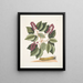 Cerasus c Pigeon Plum Eruca maxima hornuta The caterpillar with large horns - Mark Catesby — framed artwork on a wall