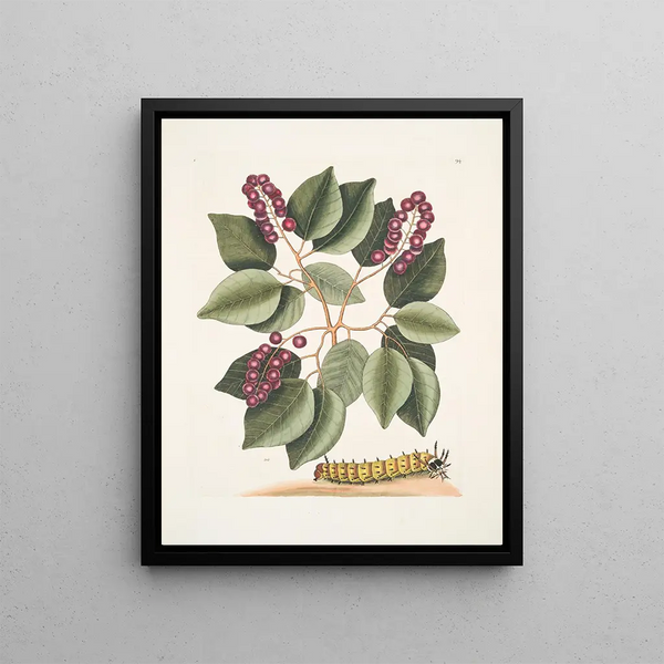 Cerasus c Pigeon Plum Eruca maxima hornuta The caterpillar with large horns - Mark Catesby — framed artwork on a wall
