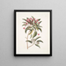 Chamdaphne foliis Tini - Mark Catesby — framed artwork on a wall