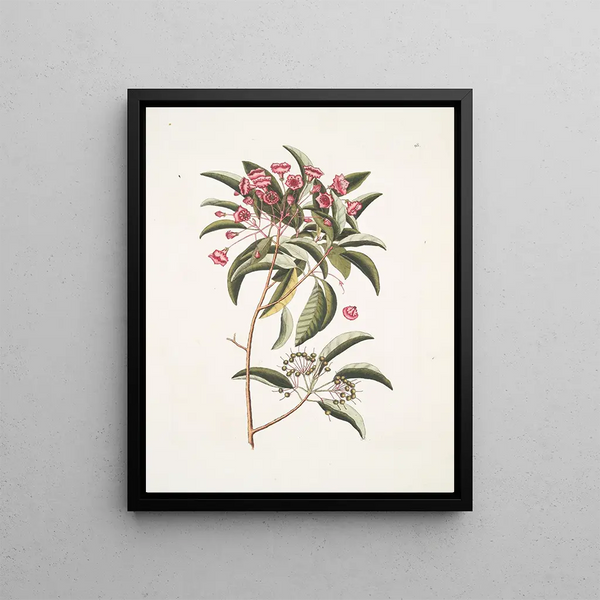 Chamdaphne foliis Tini - Mark Catesby — framed artwork on a wall