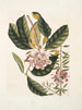 Rhododendron, chamdaphne sempervirens - Mark Catesby — artwork view