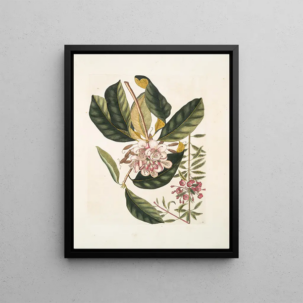 Rhododendron, chamdaphne sempervirens - Mark Catesby — framed artwork on a wall