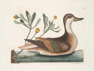Chrysanthemum and Duck Ilathera - Mark Catesby — artwork view