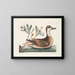 Chrysanthemum and Duck Ilathera - Mark Catesby — framed artwork on a wall